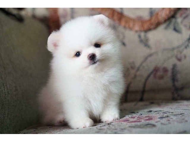 pomeranian girl for sale